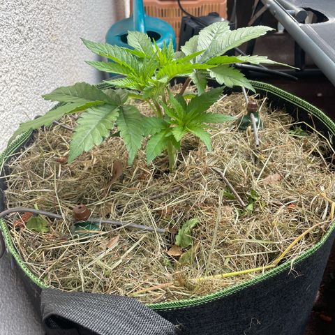 Original Orange Bud growlog timeline photo