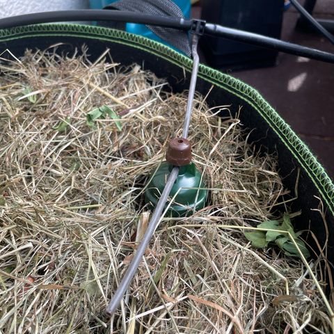 Original Orange Bud growlog timeline photo