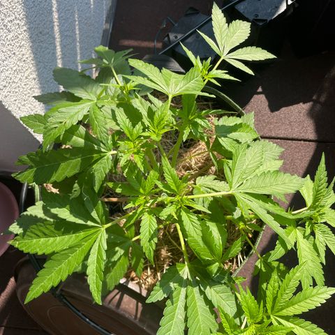 Original Orange Bud growlog timeline photo