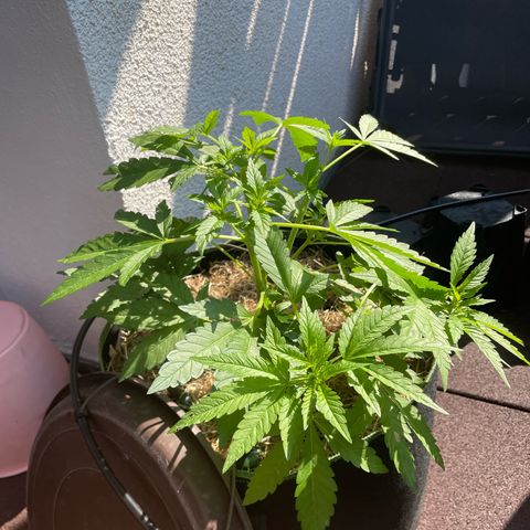 Original Orange Bud growlog timeline photo