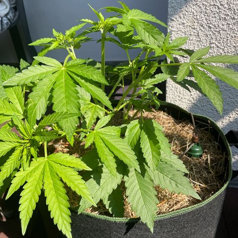 Original Orange Bud growlog timeline photo