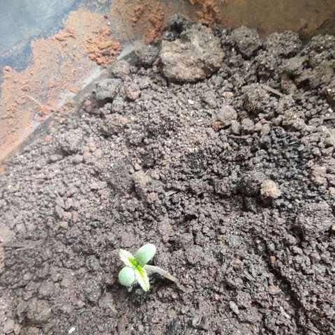 Maria Joana growlog photo: 17:00