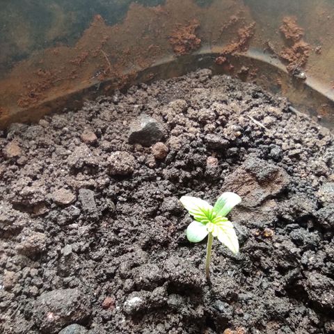 Maria Joana growlog photo: 21h