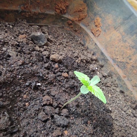 Maria Joana growlog photo: 18h