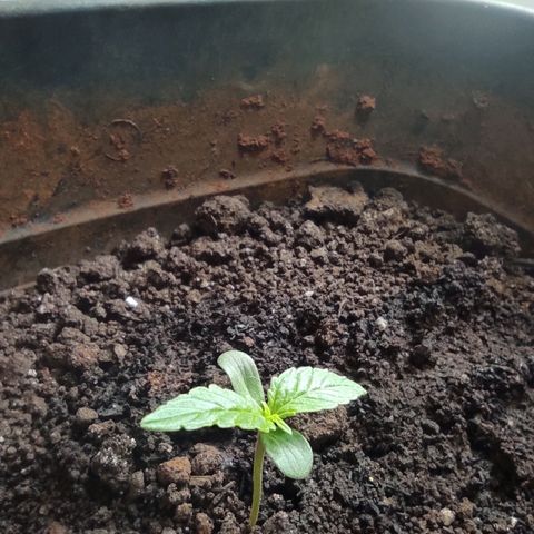 Maria Joana growlog photo: 22h