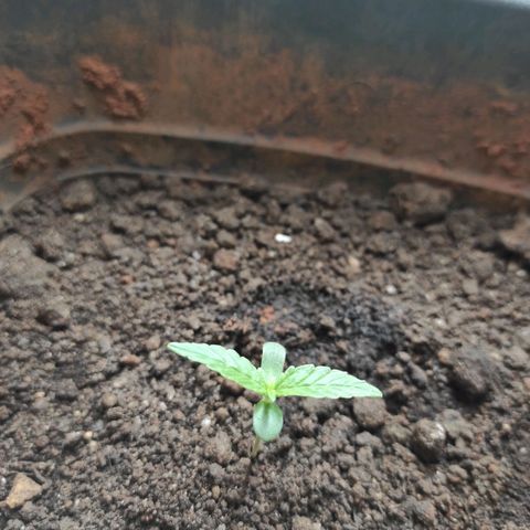 Maria Joana growlog photo: 12h