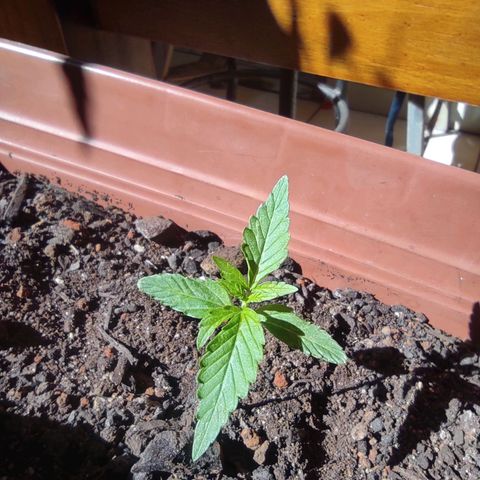 Maria Joana growlog timeline photo