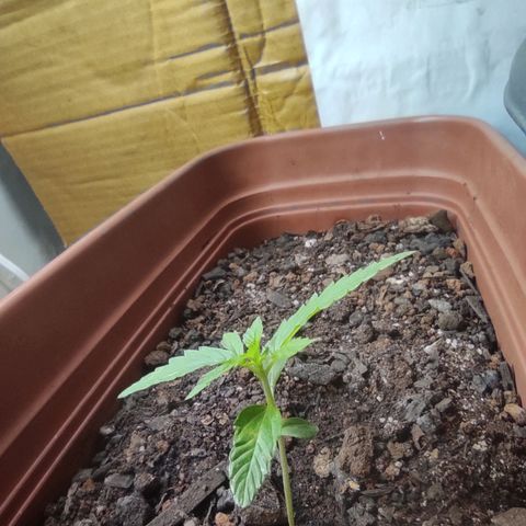 Maria Joana growlog photo: 21h