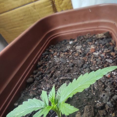 Maria Joana growlog photo: 21h
