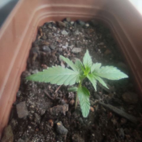 Maria Joana growlog timeline photo
