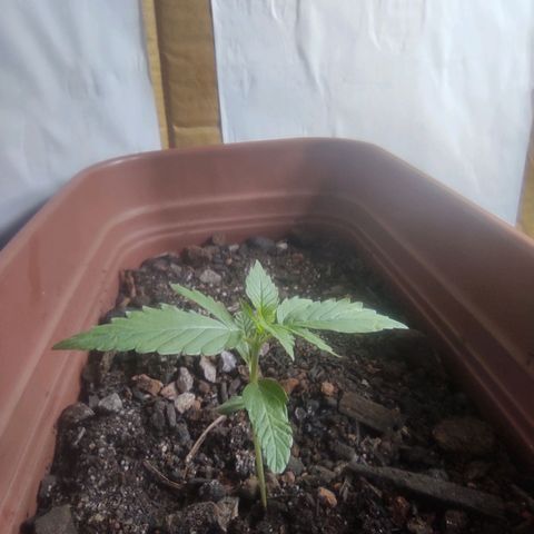 Maria Joana growlog timeline photo