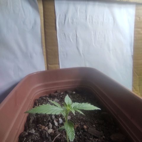 Maria Joana growlog timeline photo