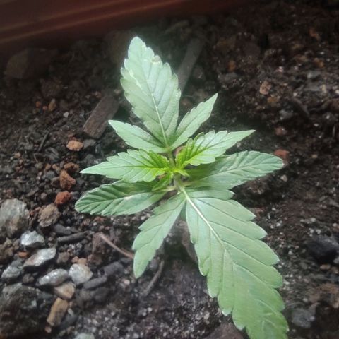 Maria Joana growlog timeline photo