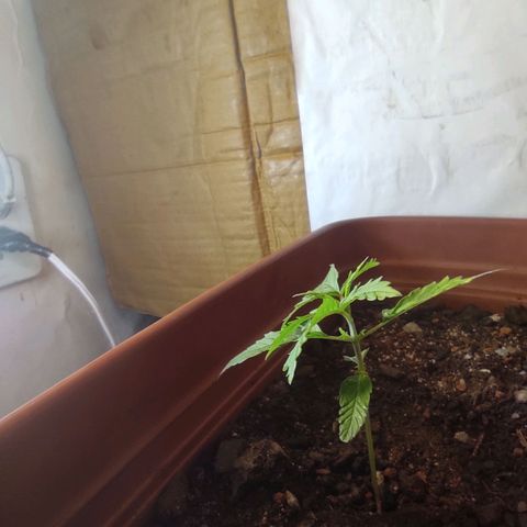 Maria Joana growlog photo: Bem verdes e com umas manchas amarelas que vou pesquisar o que é.