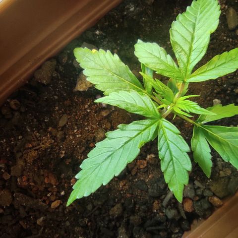 Maria Joana growlog photo: Bem verdes e com umas manchas amarelas que vou pesquisar o que é.