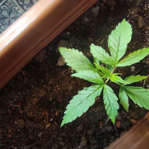 Maria Joana growlog photo: Bem verdes e com umas manchas amarelas que vou pesquisar o que é.