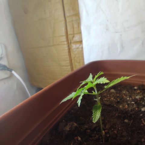 Maria Joana growlog photo: Bem verdes e com umas manchas amarelas que vou pesquisar o que é.