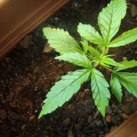 Maria Joana growlog timeline photo