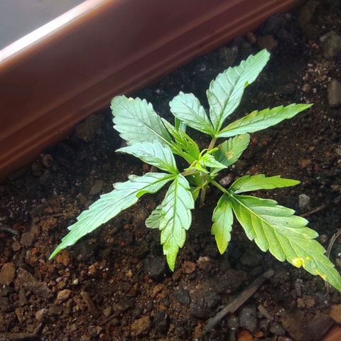Maria Joana growlog timeline photo