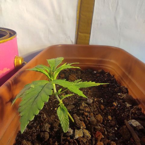 Maria Joana growlog timeline photo