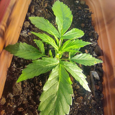 Maria Joana growlog timeline photo