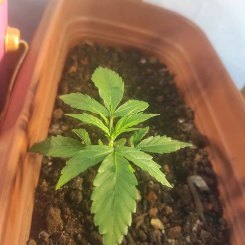 Maria Joana growlog timeline photo