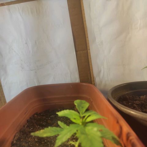 Maria Joana growlog timeline photo