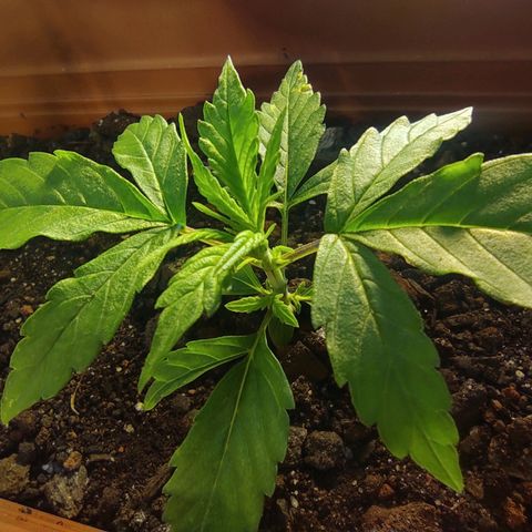 Maria Joana growlog timeline photo