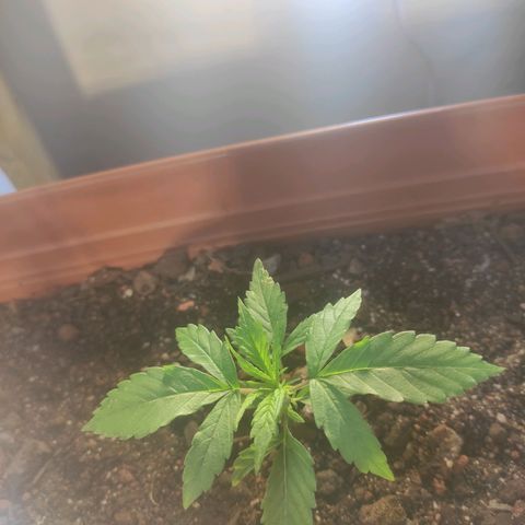 Maria Joana growlog timeline photo