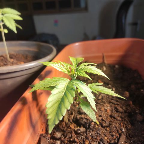 Maria Joana growlog timeline photo