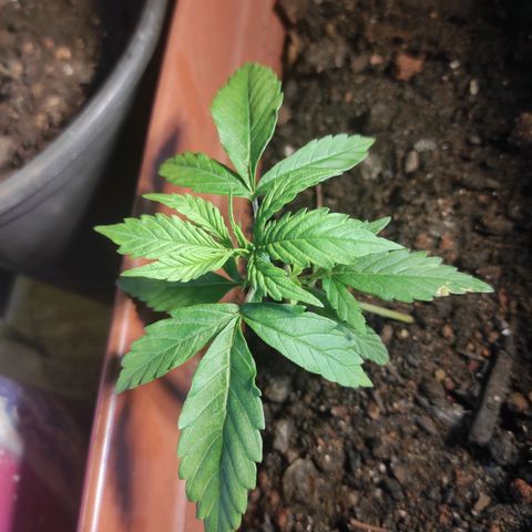 Maria Joana growlog timeline photo