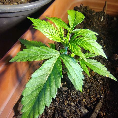 Maria Joana growlog timeline photo