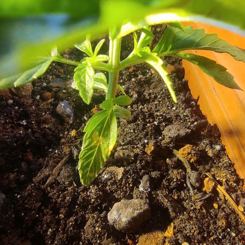Maria Joana growlog photo: 14cm de diâmetro.