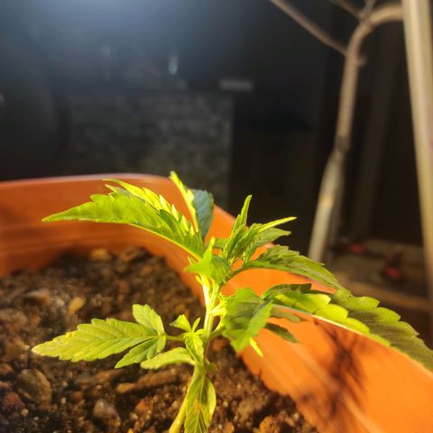 Maria Joana growlog photo: 14cm de diâmetro.
