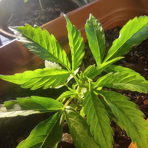 Maria Joana growlog photo: 14cm de diâmetro.