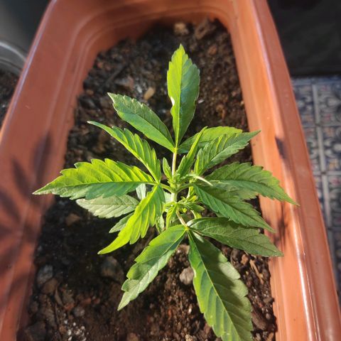 Maria Joana growlog photo: 14cm de diâmetro.