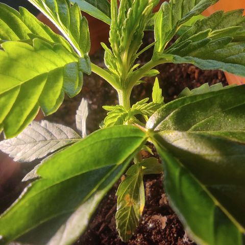 Maria Joana growlog photo: 14cm de diâmetro.