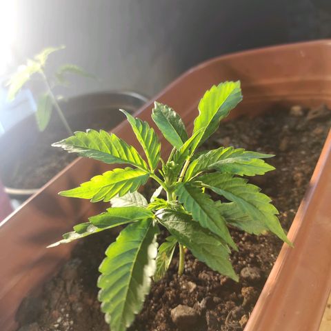 Maria Joana growlog photo: 14cm de diâmetro.