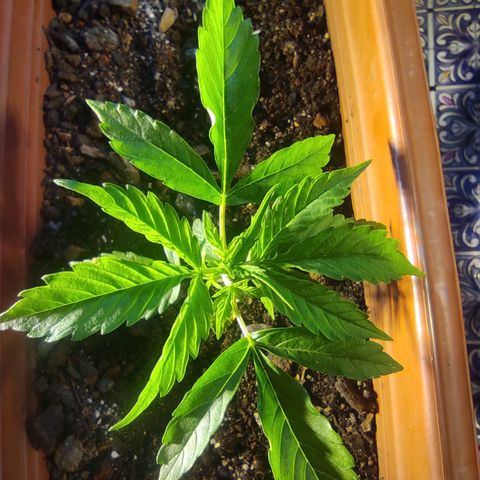Maria Joana growlog photo: 14cm de diâmetro.