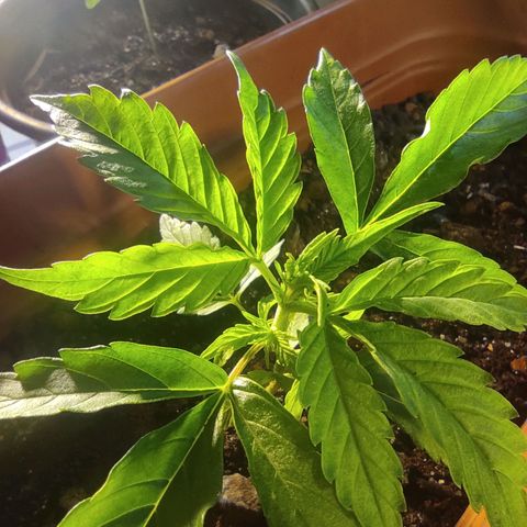 Maria Joana growlog timeline photo