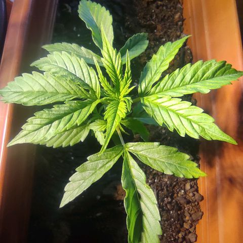 Maria Joana growlog photo: 11cm de altura por 16cmX15cm.