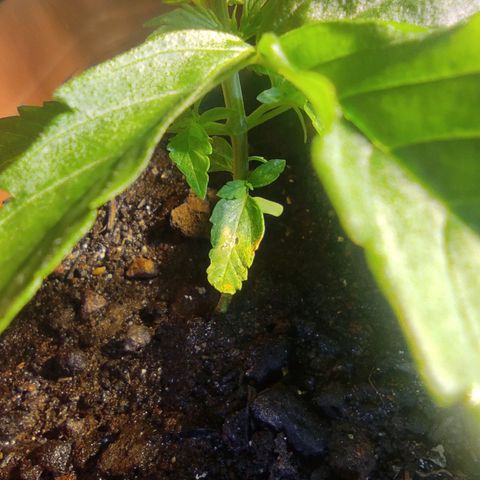 Maria Joana growlog photo: 11cm de altura por 16cmX15cm.