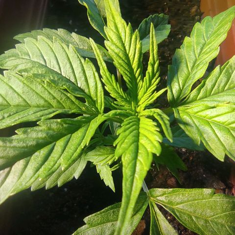 Maria Joana growlog photo: 11cm de altura por 16cmX15cm.