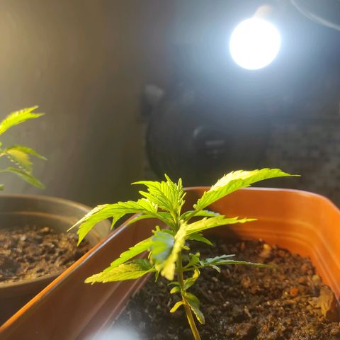 Maria Joana growlog photo: 11cm de altura por 16cmX15cm.