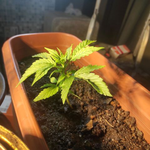 Maria Joana growlog photo: 11cm de altura por 16cmX15cm.