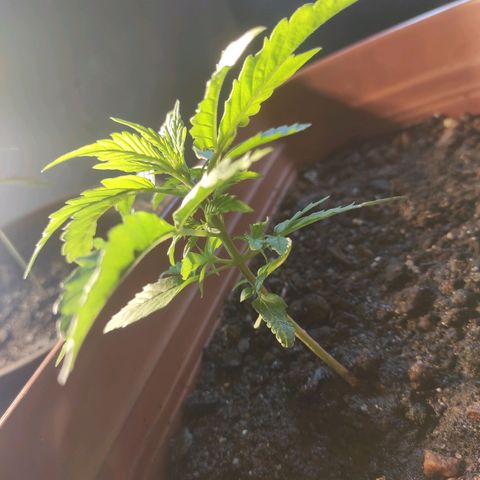 Maria Joana growlog photo: 11cm de altura por 16cmX15cm.