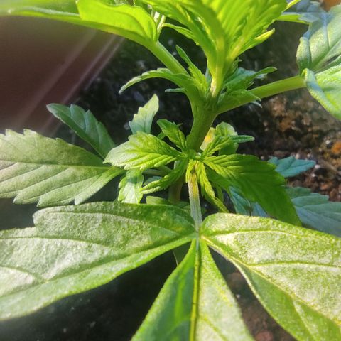 Maria Joana growlog photo: 11cm de altura por 16cmX15cm.