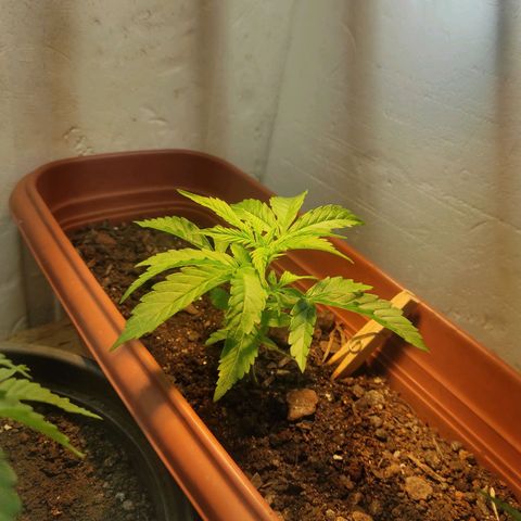 Maria Joana growlog photo: 10cm de altura pq as folhas do topo estavam para cima, 17cmX17cm largura.