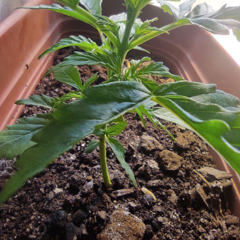 Maria Joana growlog photo: 10cm de altura pq as folhas do topo estavam para cima, 17cmX17cm largura.