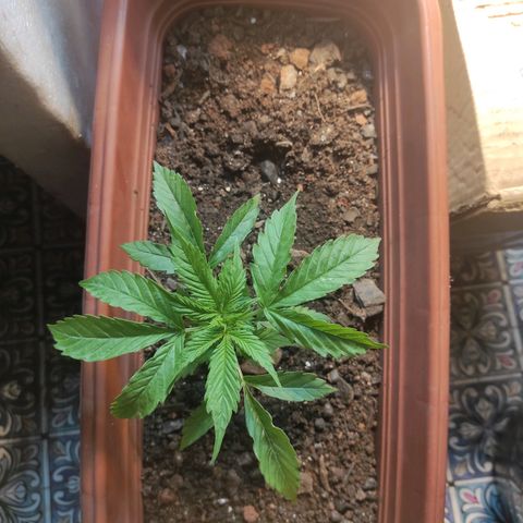 Maria Joana growlog photo: 10cm de altura pq as folhas do topo estavam para cima, 17cmX17cm largura.